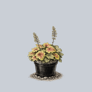 Delta Dawn Coral Bells