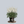 Load image into Gallery viewer, Deutschland Japanese Astilbe
