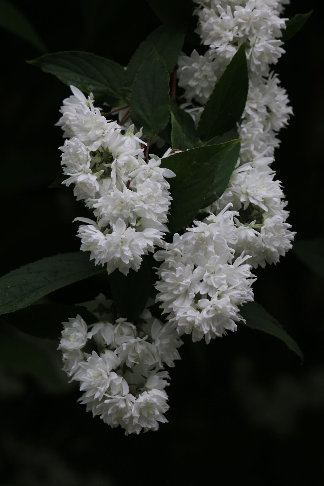 The Deutzia Guide – Plant Detectives