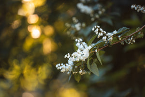 Deutzia Leaves on Branch