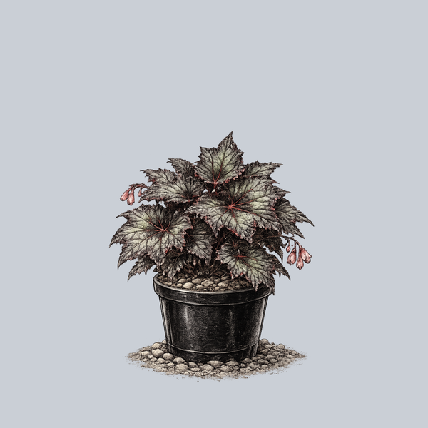 Dibs Thin Mint Rex Begonia