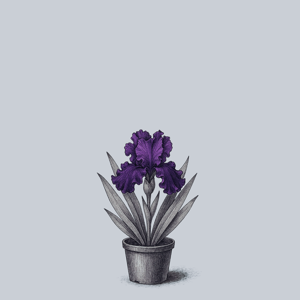 Diabolique Bearded Iris