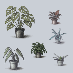 Plant Detectives Discovery Box