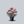 Load image into Gallery viewer, Ditomdre Coral Creme Drop Garden Phlox

