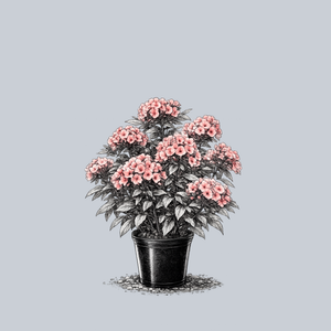 Ditomdre Coral Creme Drop Garden Phlox