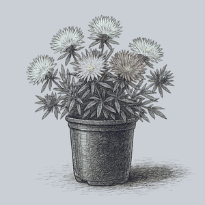 Divinity Stokes' Aster