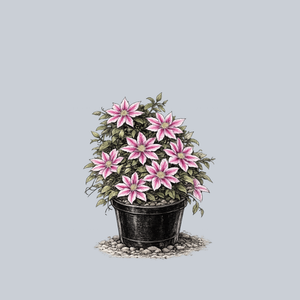 Doctor Ruppel Clematis
