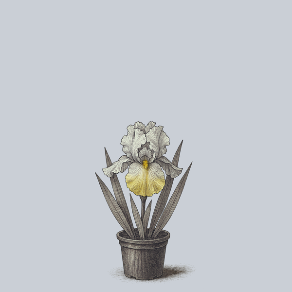 Double Your Fun Bearded Iris