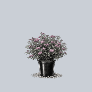 Double Play Artisan Spirea