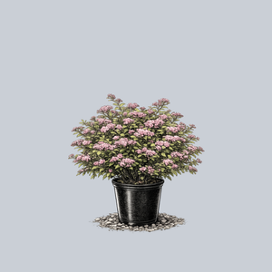 Double Play Big Bang Spirea