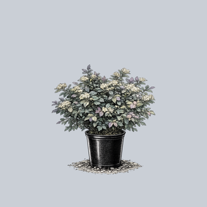 Double Play Blue Kazoo Spirea