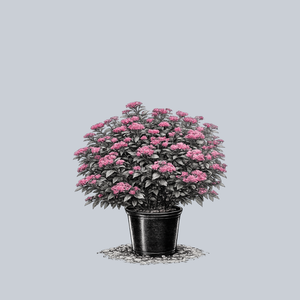 Double Play Pink Spirea