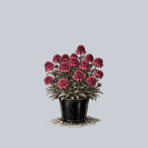 Double Scoop Raspberry Coneflower
