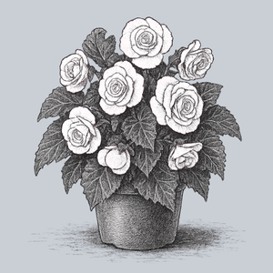 Double White Begonia