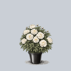 Double White Peony