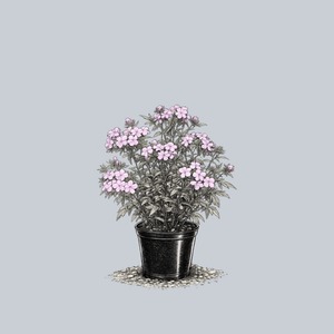 Downy Phlox
