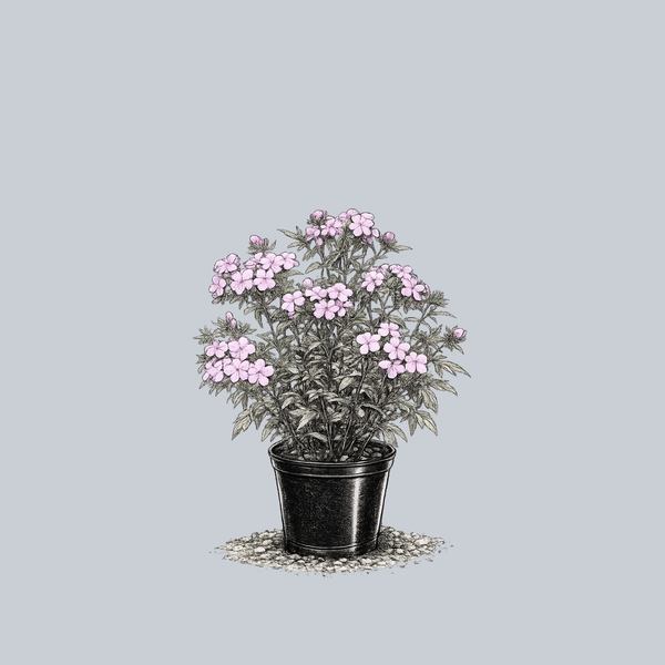 Downy Phlox