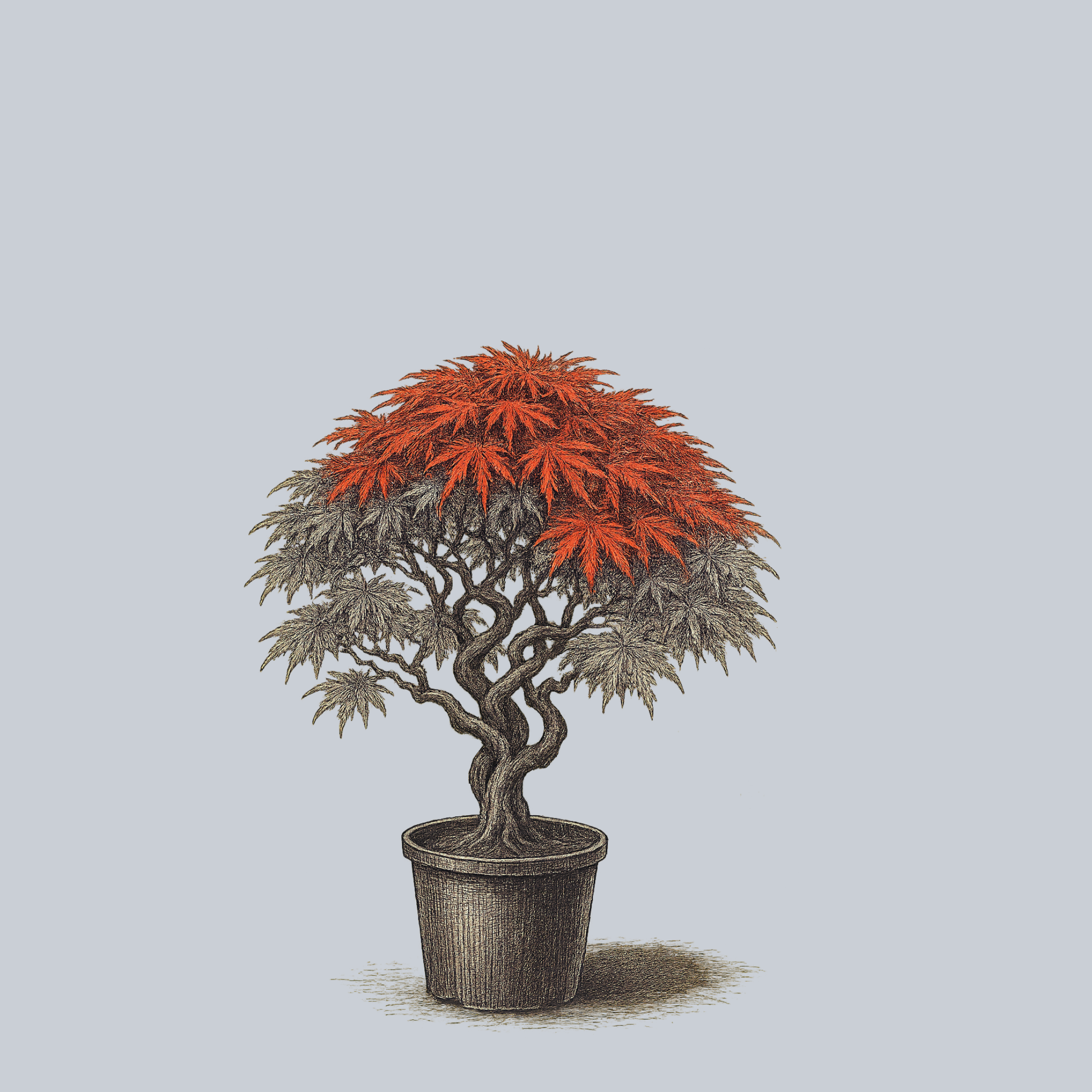 epimedium fire dragon plants Dragon's Fire Japanese Maple – Plant Detectives