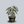 Load image into Gallery viewer, Dragon Scale Alocasia

