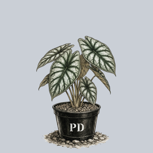 Dragon Scale Alocasia