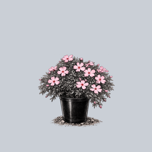 Drummond's Pink Creeping Phlox
