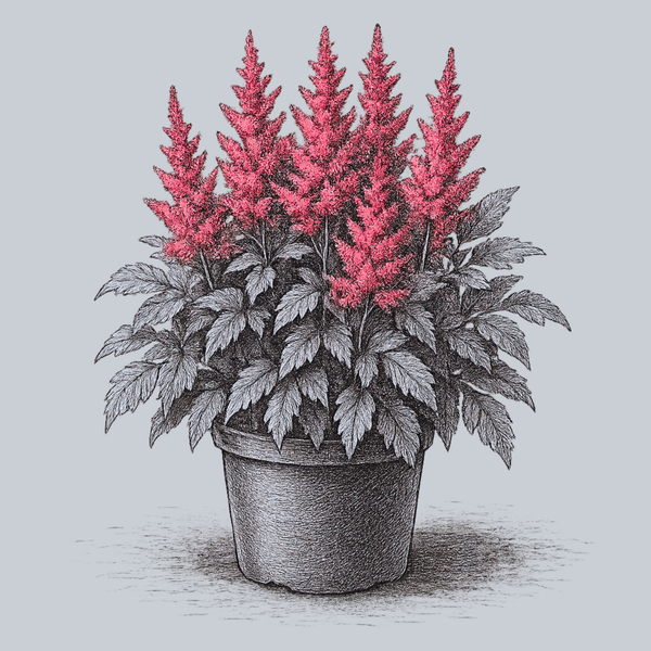 planting astilbe in pots Drum and Bass Astilbe – Plant Detectives
