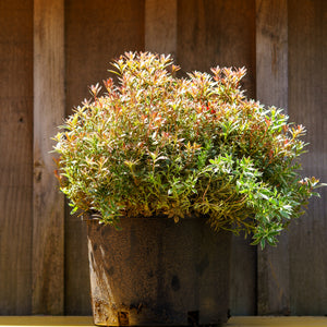 Little Heath Andromeda - Andromeda - Shrubs