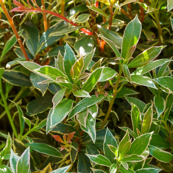 Little Heath Andromeda - Andromeda - Shrubs