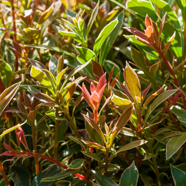 Little Heath Andromeda - Andromeda - Shrubs