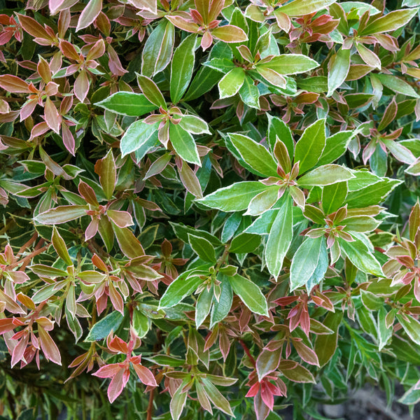 Little Heath Andromeda - Andromeda - Shrubs