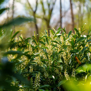 Cherry Laurel Bokah