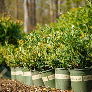 Row of Cherry Laurels