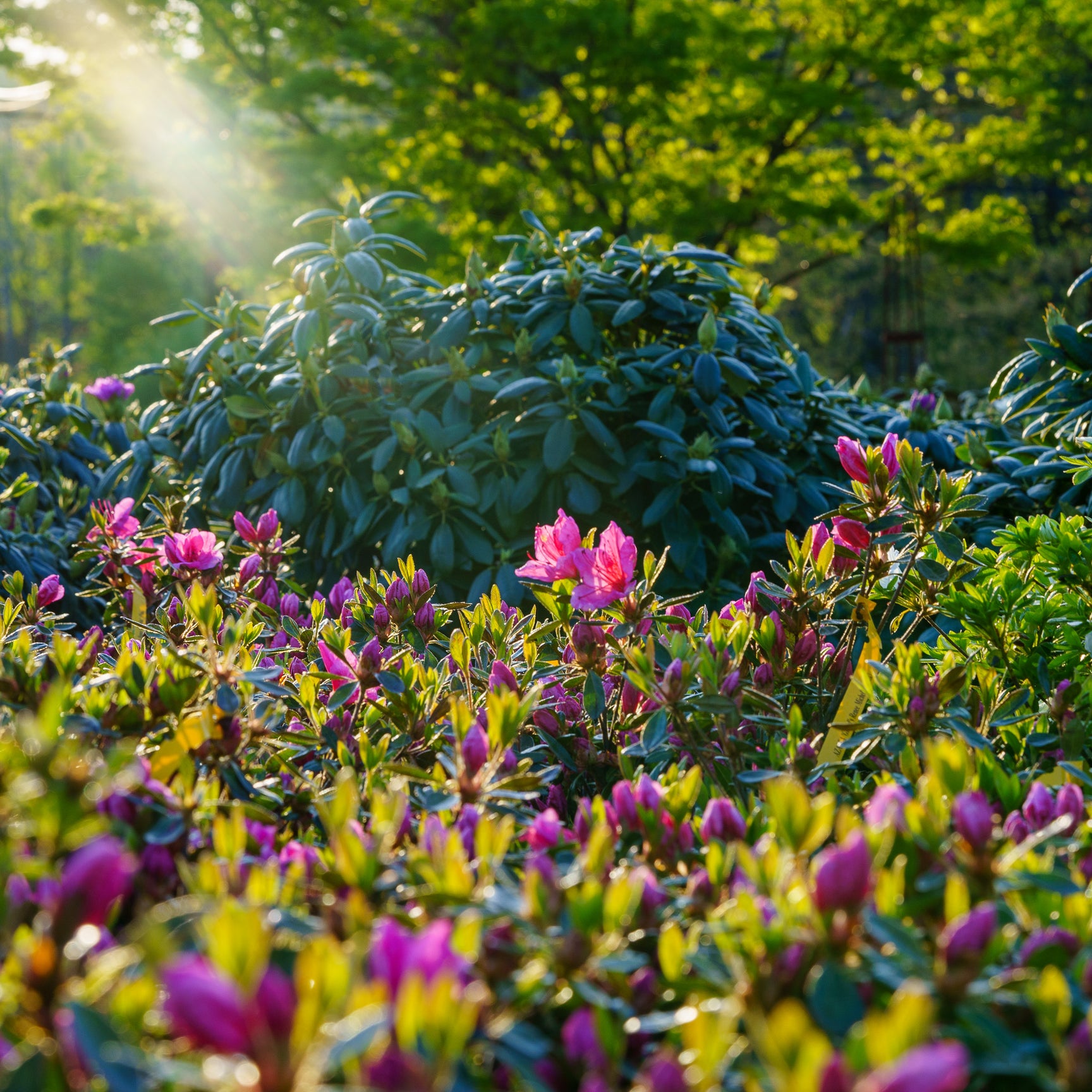 The Rhododendron Guide – Plant Detectives