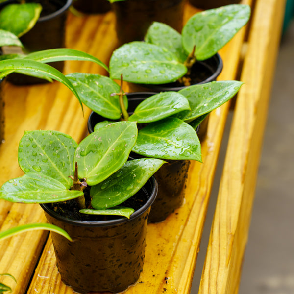 Assorted Hoya - Hoyas - Houseplants