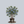 Load image into Gallery viewer, Duke Highbush Blueberry
