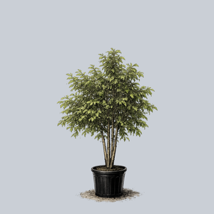 Dura-Heat River Birch