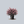 Load image into Gallery viewer, Dusky Maiden Smokebush

