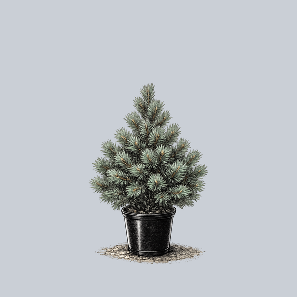 Dwarf Blue Swiss Stone Pine
