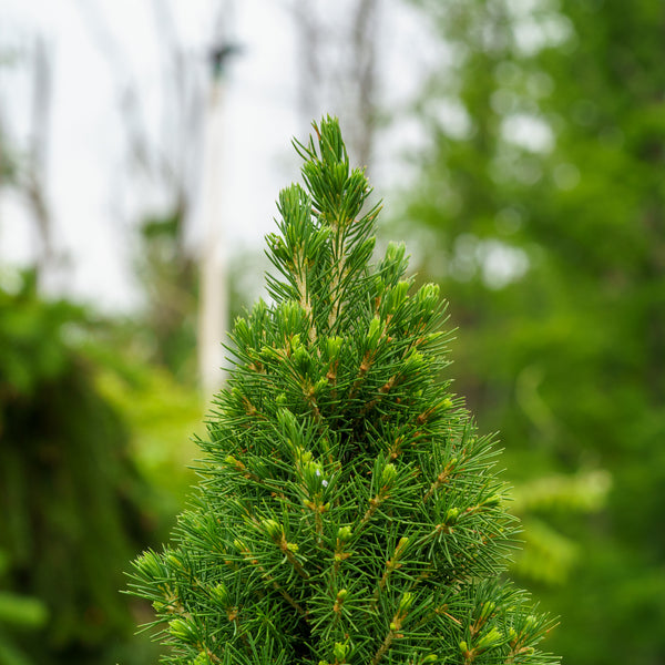 Dwarf Alberta Spruce - Spruce - Conifers