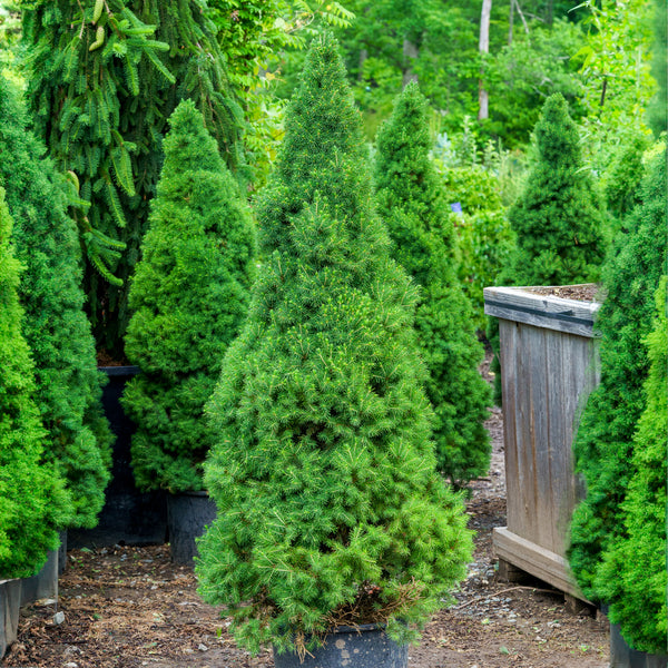 Dwarf Alberta Spruce - Spruce - Conifers