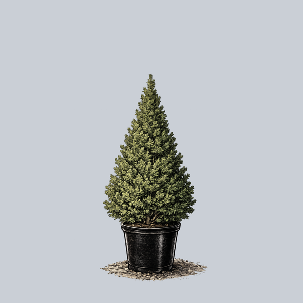 Dwarf Alberta Spruce