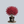 Load image into Gallery viewer, Dwarf Burning Bush
