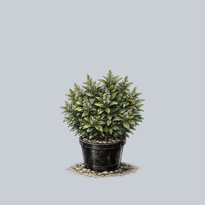 Dwarf Cherry Laurel