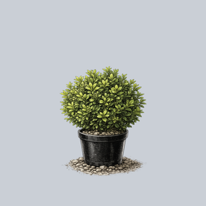Dwarf English Boxwood