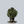 Load image into Gallery viewer, Dwarf Gracilis Hinoki Cypress
