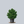 Load image into Gallery viewer, Dwarf Hinoki Cypress
