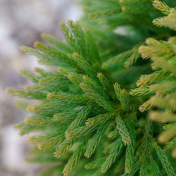 Dwarf Japanese Cedar - Cryptomeria - Conifers