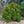 Load image into Gallery viewer, Dwarf Japanese Cedar - Cryptomeria - Conifers
