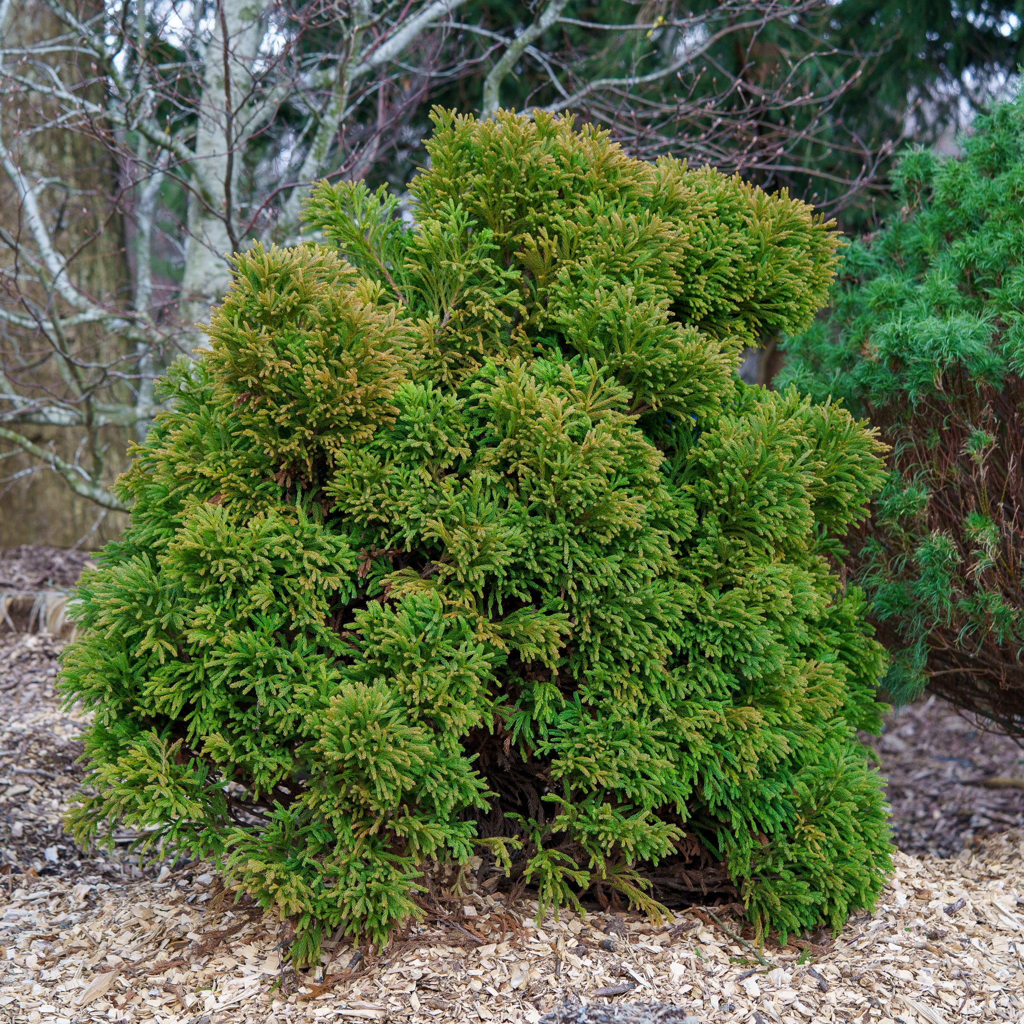 Globosa Nana Japanese Cedar – Plant Detectives
