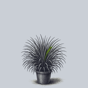 Dwarf Japanese Mondo Grass